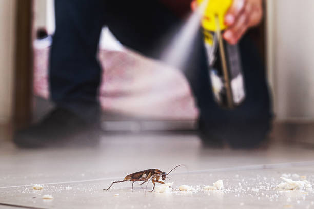 Reliable Marble Falls, TX Pest Control Solutions